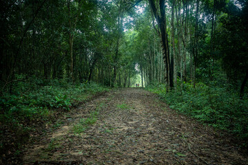 Green forest woodland nature and walkway lane path forest trees background - Dark Forest