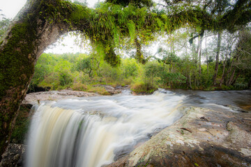 The jungle green tree and plant detail nature in the rain forest with moss fern on the rock and trees water streams waterfalls flowing from the mountains - beautiful forest waterfall thailand