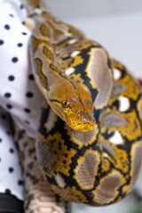yellow snake