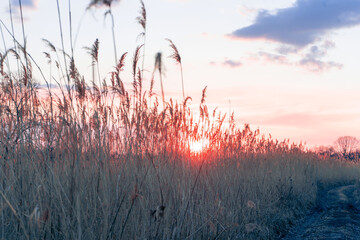 sunset in the reed field