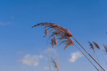 Fototapeta premium sunset in the reed field
