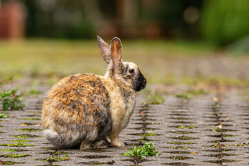 side portrait of a cute rabbit with fur mixed of light and dark brown colour sitting on the sidewalk in the park