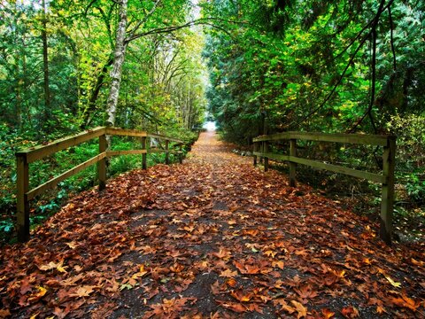Autumn leaves in the forest in Central Saanich BC, Vancouver Island