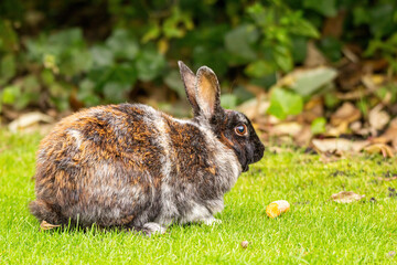 one cute rabbit with grey and brown coloured fur eating carrot on green grass field in front of bushes
