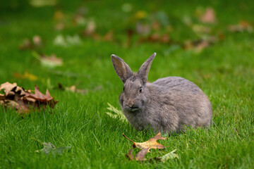 one cute grey rabbit sitting on autumn leaves filled green grass field in the park