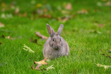 one cute grey rabbit sitting on autumn leaves filled green grass field in the park