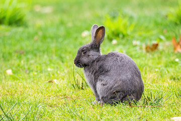 side portrait of a cute grey rabbit sitting on green grass field in the park