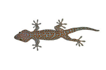 Naklejka premium Tokay Gecko