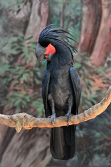 Black palm cockatoo