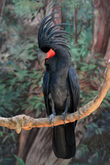 Black palm cockatoo © thawats
