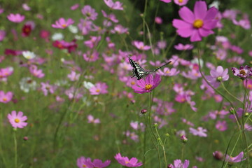秋の日本の公園に咲くコスモスの花の蜜を吸うアゲハチョウ