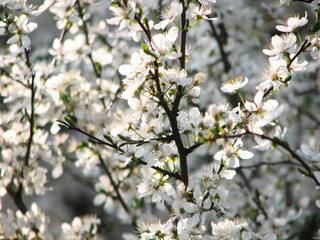 White floowers  blossom in spring
