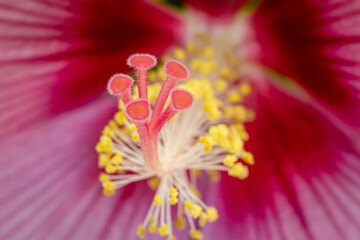 Fototapeta na wymiar tropical hibiscus pistil