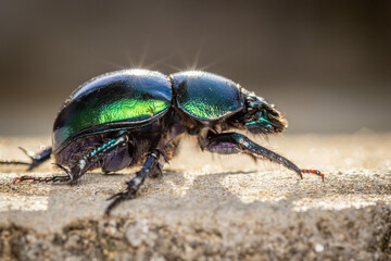 Spring dor beetle (Trypocopris vernalis)