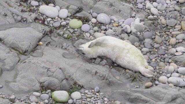 A small atlantic grey seal pup banana poses on a rocky beach, gringin it's front flippers up to its face to look even cuter.