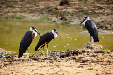 The woolly-necked stork or whitenecked stork (Ciconia episcopus),trio standing on the bank of a muddy pond.