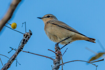 Isabelline Wheatear Oenanthe isabellina Costa Ballena Cadiz