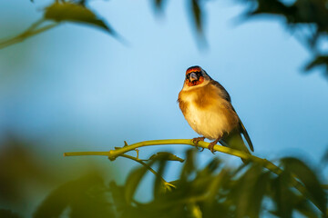 European Goldfinch Carduelis carduelis Costa Ballena Cadiz