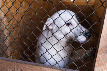 black dog at the shelter