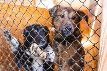 two dogs at the shelter