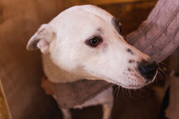 white dog at the shelter