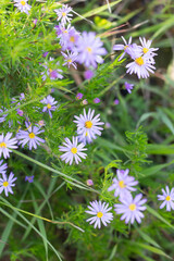 African Fynbos Wild Flowers on Mountain Trail