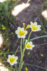 African Fynbos Wild Flowers on Mountain Trail