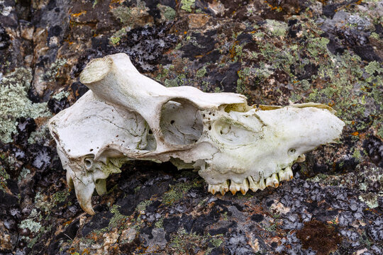 Male common deer skull, on rock with lichens. Cervus elaphus.
