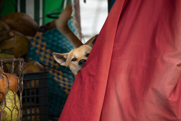 A funny dog draws a red curtain with his teeth to get some privacy. could be a theater set