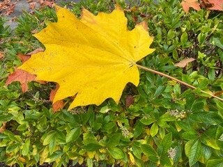 yellow maple leaves