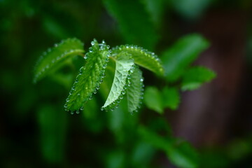夏の早朝に葉の周りに水滴がつく吾亦紅（ワレモコウ）