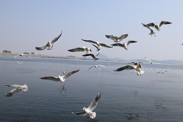 Birds flying at Dam