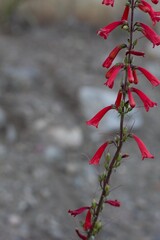 Raceme inflorescences of red bloom from Eaton Fireflower, Penstemon Eatonii, Plantaginaceae, native hermaphroditic herbaceous perennial in the San Bernardino Mountains, Transverse Ranges, Summer.