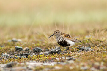 Colorful dunlin (Calidris alpina) in its habitat