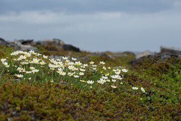 The dwarf cornel, bunchberry (Cornus suecica) blooming in spring at Norwegian coast at Varanger peninsula