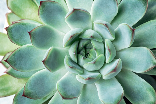 Natural background. Close-up of Echeveria succulent plant with blue-green leaves. Top view