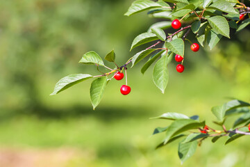 Cherry tree branch with ripe berries