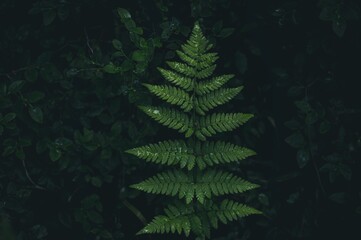 Fototapeta na wymiar green fern in the sun