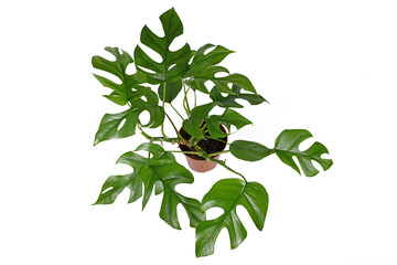 Tropical 'Rhaphidophora Tetrasperma' houseplant with small leaves with holes, also called 'Monstera...