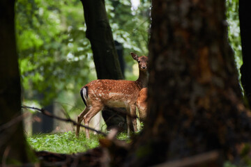 Female fallow deer in Carpathian forest, Slovakia, Europe