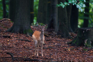 Female fallow deer in Carpathian forest, Slovakia, Europe