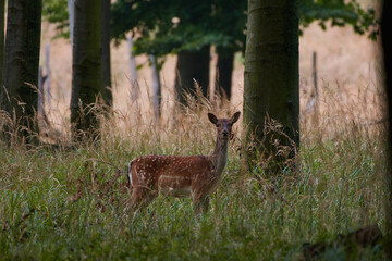 Female fallow deer in Carpathian forest, Slovakia, Europe
