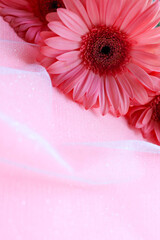 romantic composition of pink flowers on a pink background