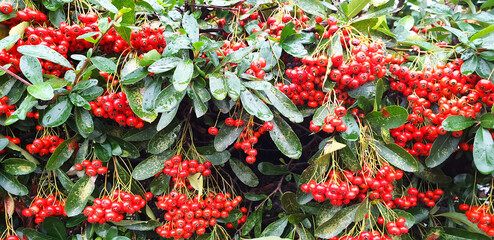 Bush with red berries Pyracantha after the rain.