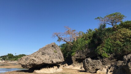 tree on the beach