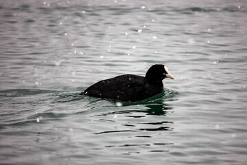 Black coot duck swims on the waves of the Black Sea in winter. Snowing.