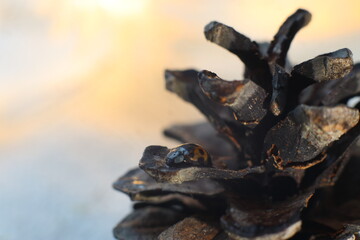 Ladybug on a pine cone close up shot
