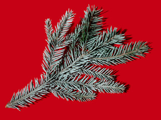 Fir tree branch. Christmas natural ornament. Festive decor. New Year party symbol. Evergreen blue spruce twig isolated on red background.