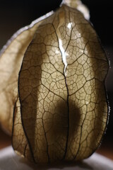 A close up of a physalis