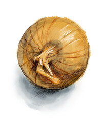 Sketch of onion.